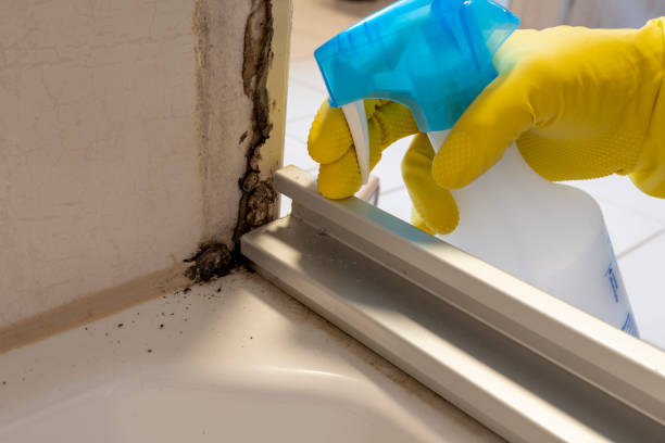 Best Emergency Mold Removal  in Story City, IA