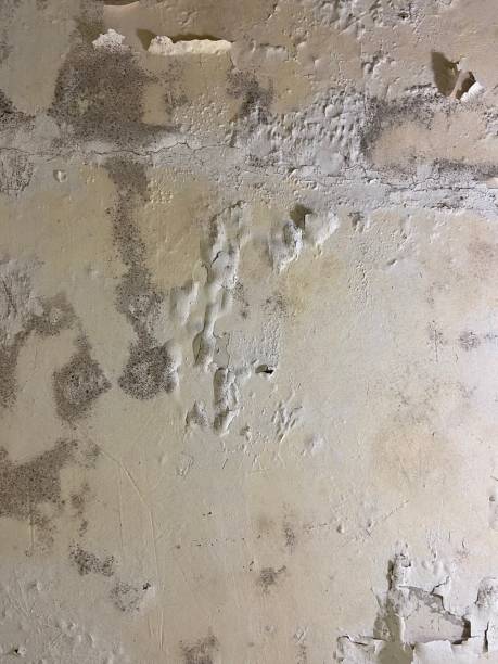 Best Same-Day Mold Removal  in Story City, IA