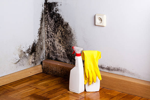 Office Mold Removal Services in Story City, IA