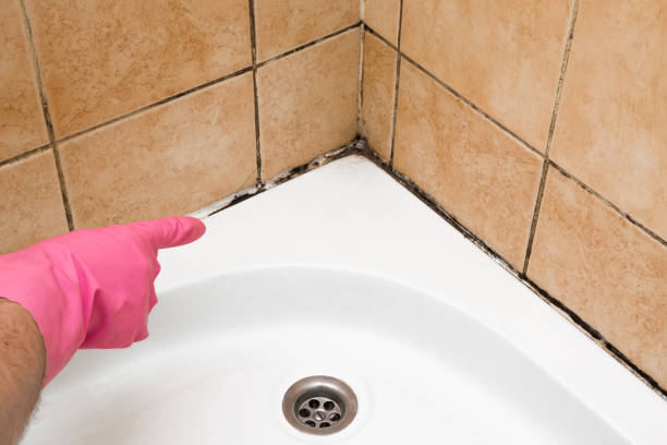 Home Mold Removal in Story City, IA