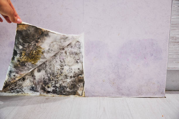 Best Mold Remediation  in Story City, IA